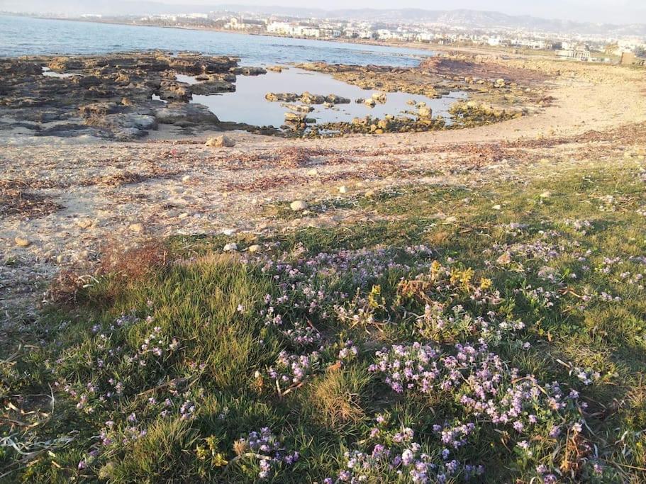 A Stone'S Throw From Everything Paphos Exteriör bild